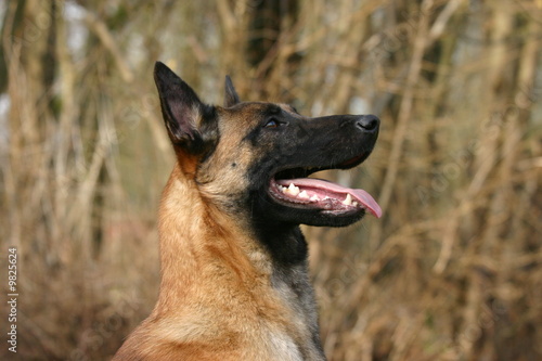 berger belge malinois qui écoute
