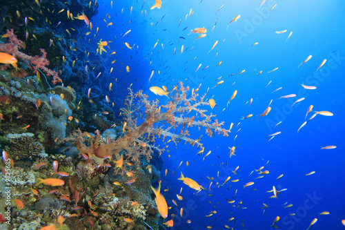 Fototapeta Naklejka Na Ścianę i Meble -  Living coral reef