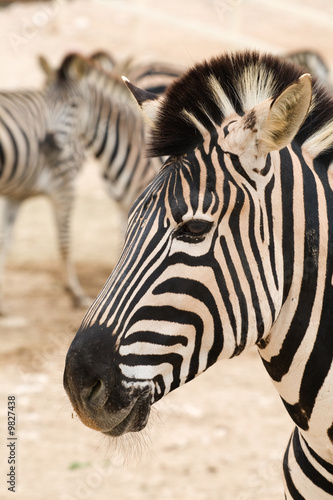 Closeup of a wild  black and white striped Zebra