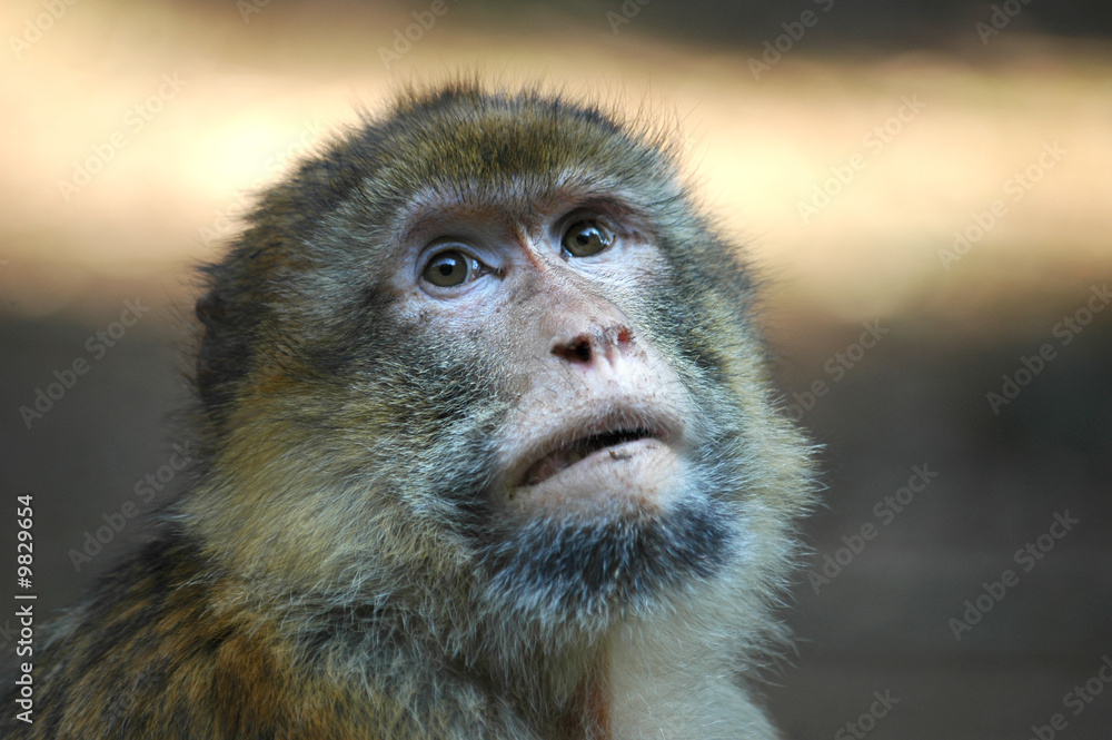Obraz premium closeup of an ape looking up