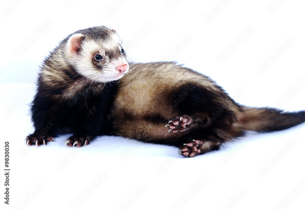 furet furet
