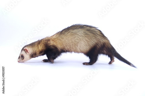 furet