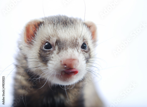 furet