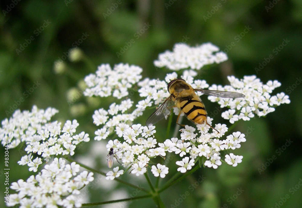 Abeille butinant