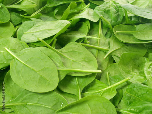 Fresh picked spinach leaves