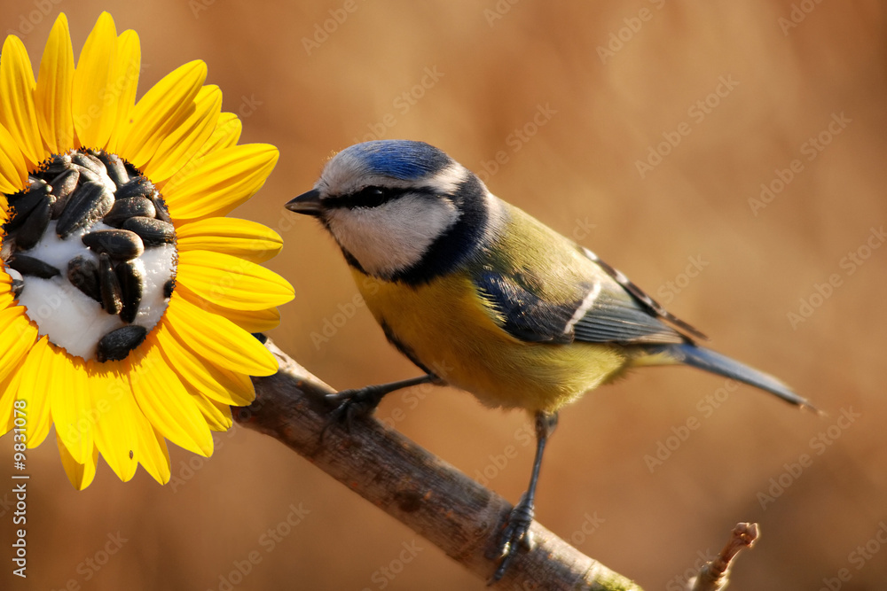 Obraz premium Blue tit