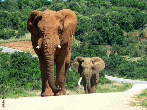 elephants on the way