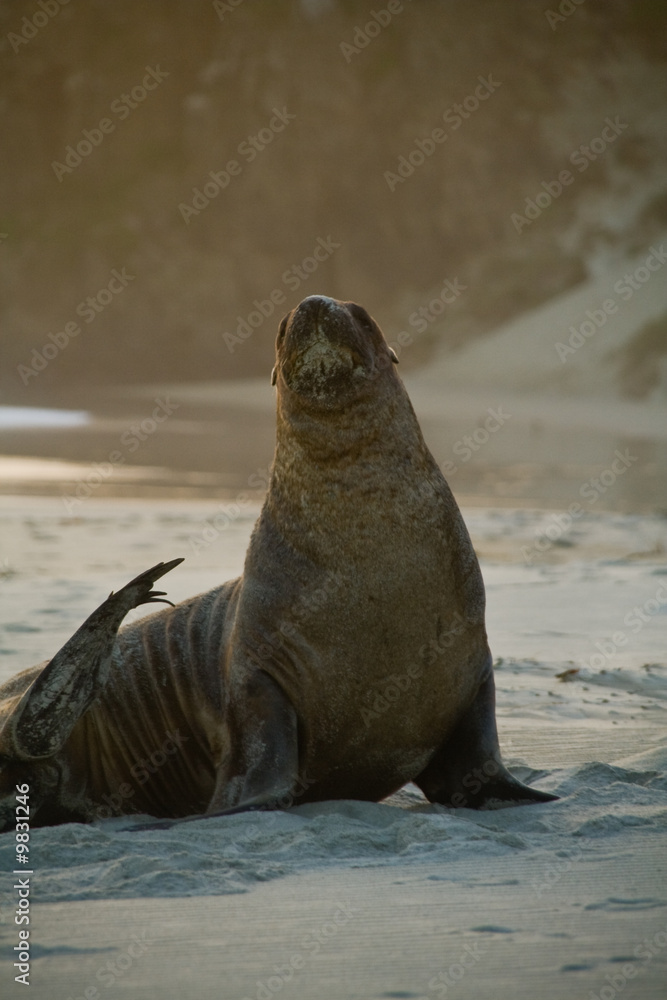 Fototapeta premium a giant seal watching you on a new zealand beach