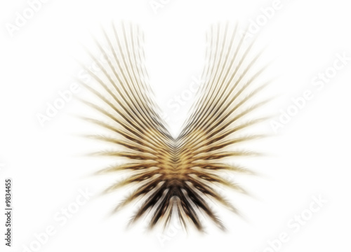 Pair of  golden wings isolated on white