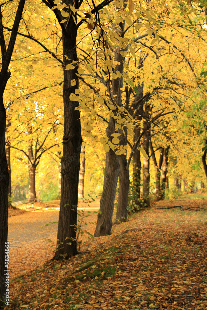 Fototapeta premium Golden autumn in the poplar alley.