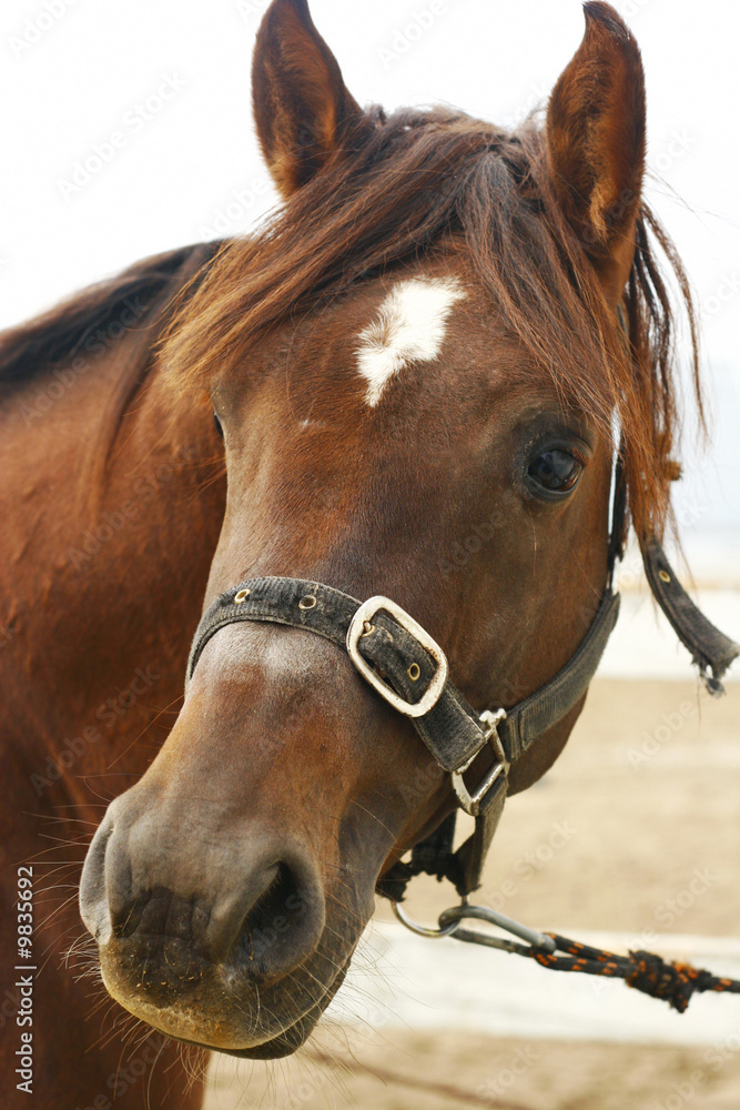 Fototapeta premium arabian horse head closeup