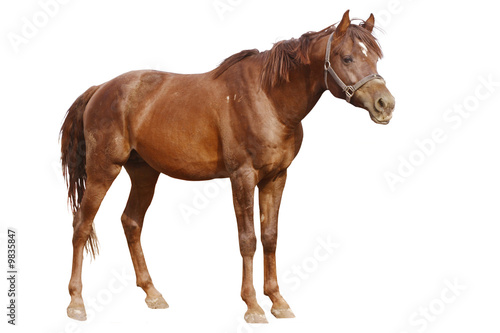 arabian horse isolated on white stnading