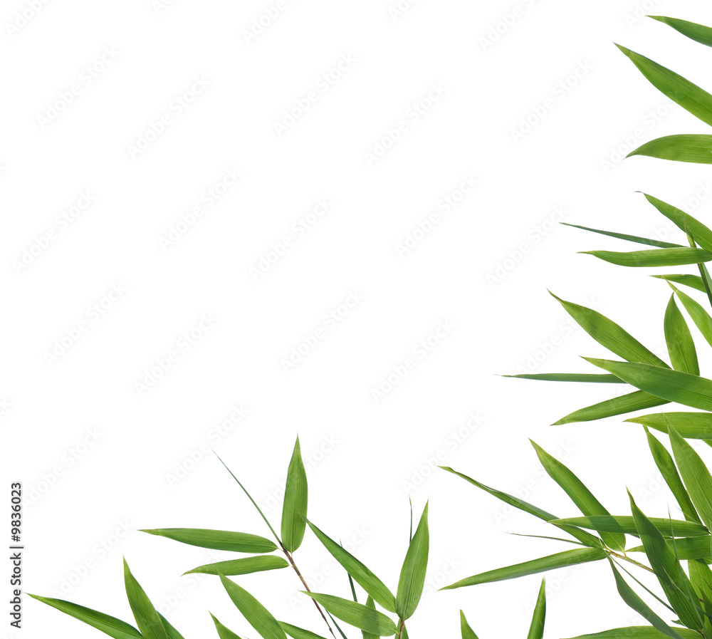 bamboo-leaves isolated on a white background bamboo-leaves isolated on a white background