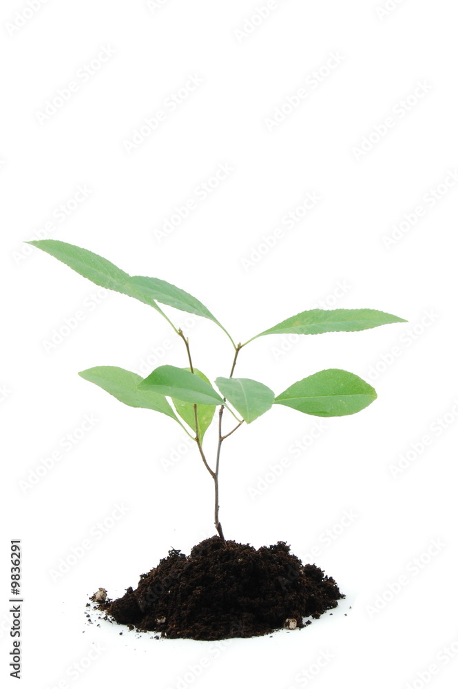 A young plant isolated on a white background A young plant isolated on a white background