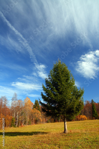 autumn landscape with alone fir tree