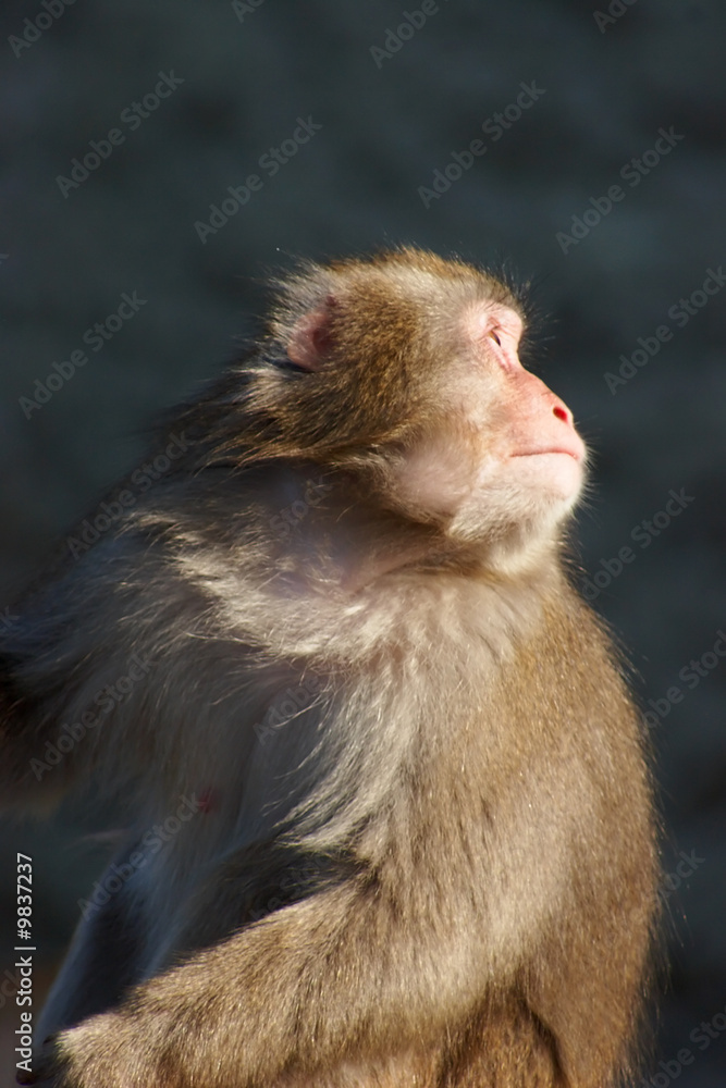 Naklejka premium Monkey looking back