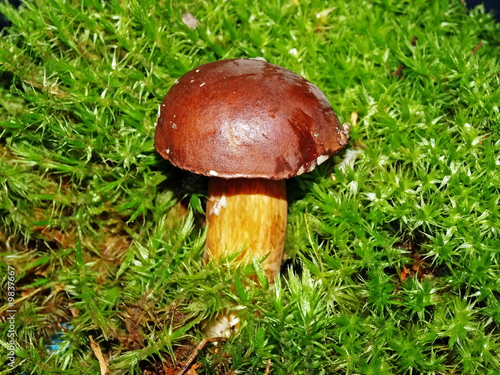 A mushroom is white (Boletus edulis). A mushroom is white (Boletus edulis).
