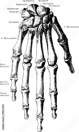 Hand skeleton