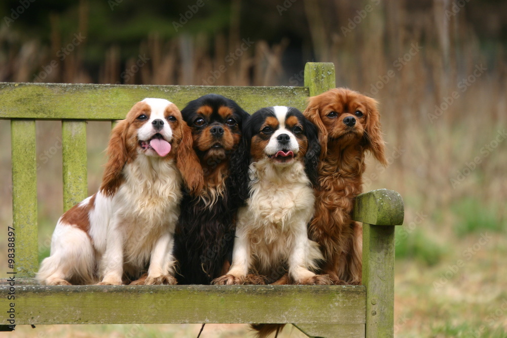 quatre jeunes cavaliers king charles sur un banc quatre jeunes cavaliers king charles sur un banc