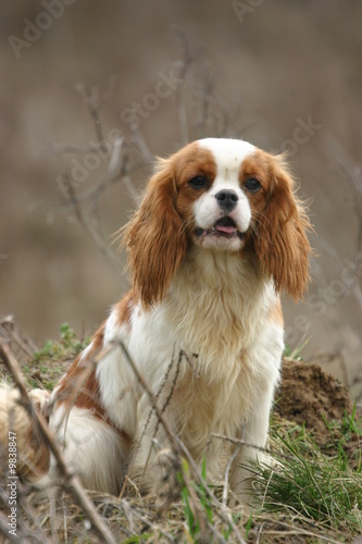 le regard attentif du cavalier king charles © Dogs