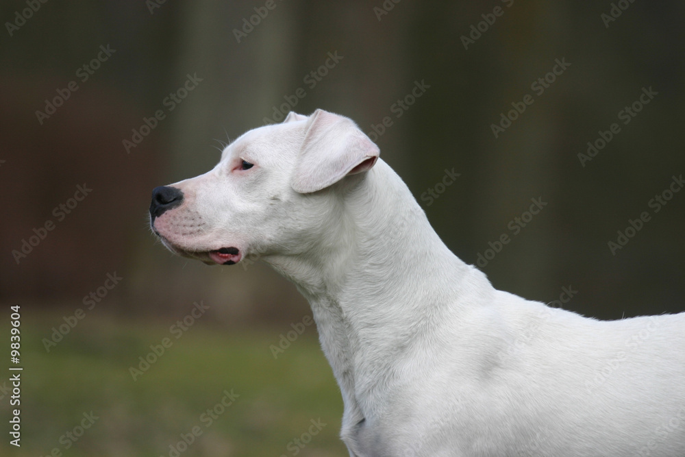 la tete vue de profil du dogue argentin