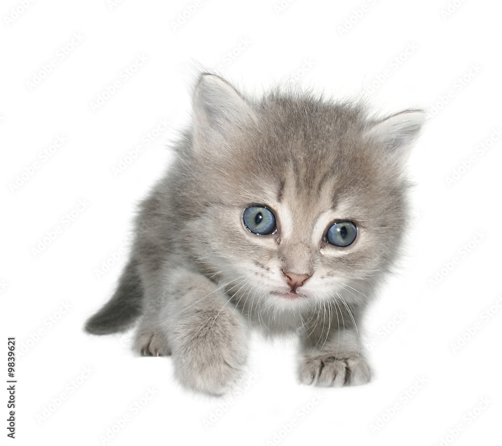 Small kitten on a white background.