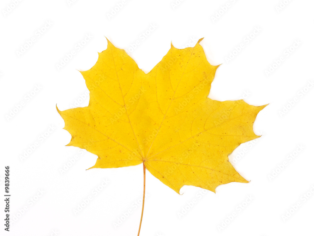 Obraz premium Fall yellow maple leaf on white background