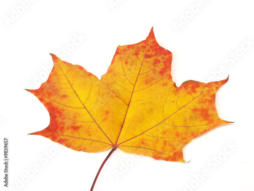 Wallpaper Mural Fall yellow-red maple leaf on white background Torontodigital.ca