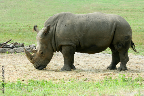 A White Rhinoceros on the savannah