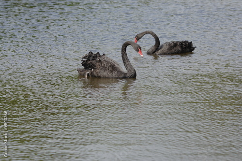 Two black swans - Duex cygnes noirs photo