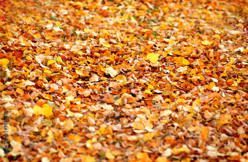 Autumn colours
