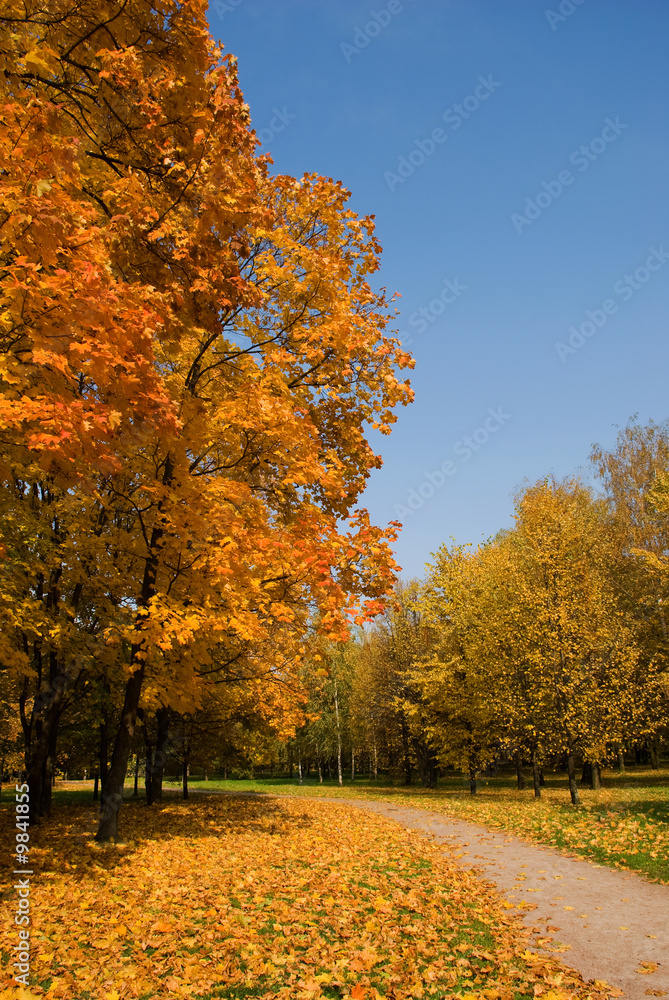 Naklejka premium Autumn landscape with bright yellow foliage and blue sky