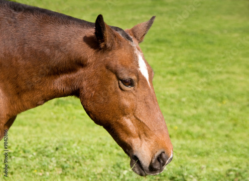 Head of cobbed Mare