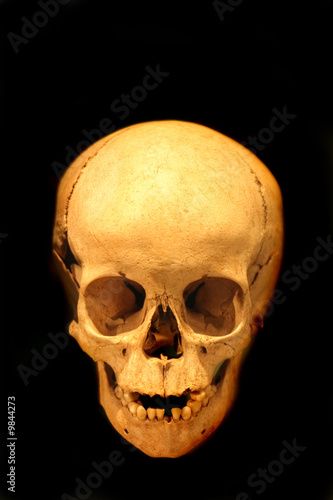 human skull in the national museum in Prague