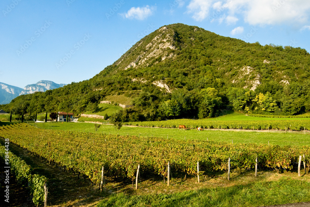 Vignes à Chignin en Savoie