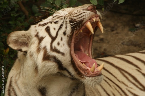 Tigre blanc du Bengale, Panthera tigris tigris