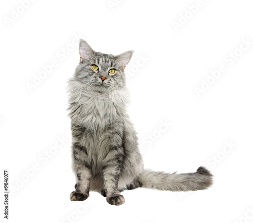 maine coon cat isolated on white background