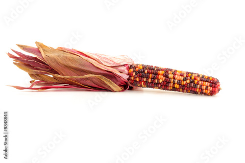 Colorful traditional Thanksgiving corn, isolated on white