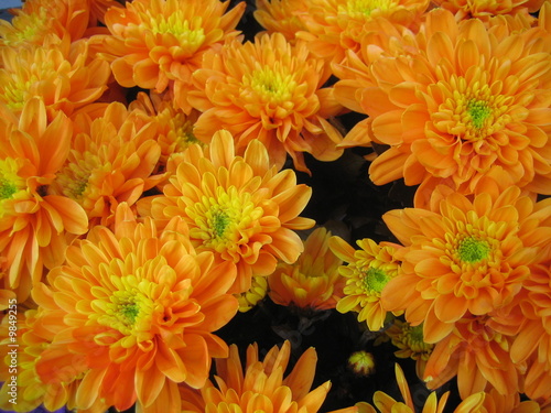 Картината върху платно chrysanthemum
