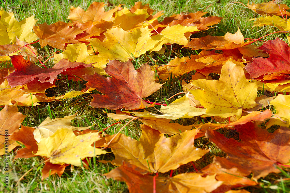 autumn leaves isolated on white