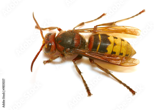 wasp macro isolated on white background