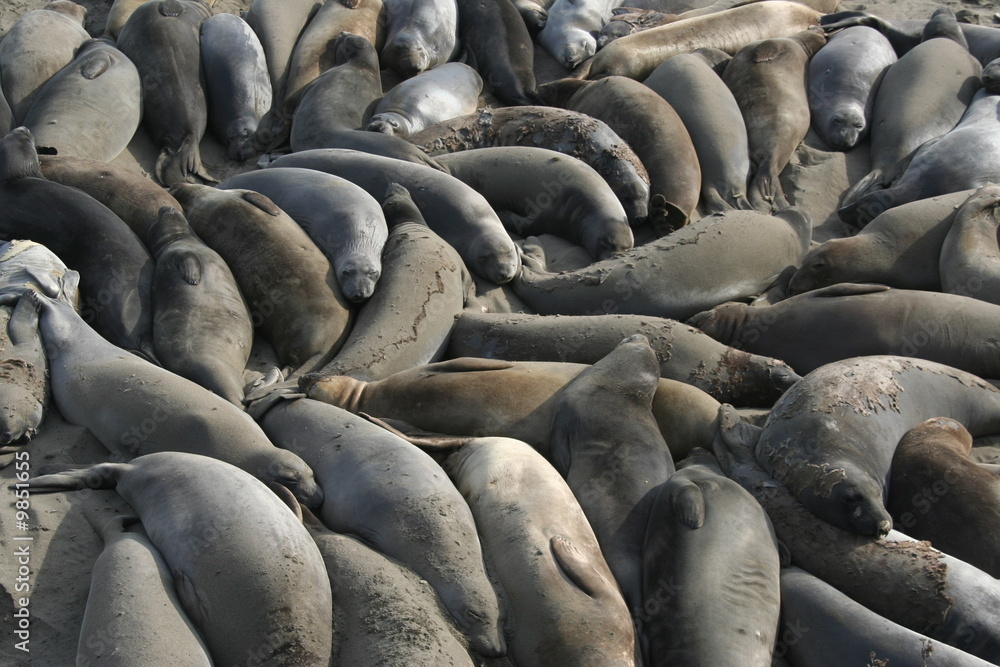 Fototapeta premium See-Elefanten am Pazifikstrand bei Piedras Blancas, CA - USA