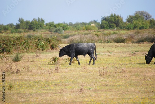 Taureaux en libert  