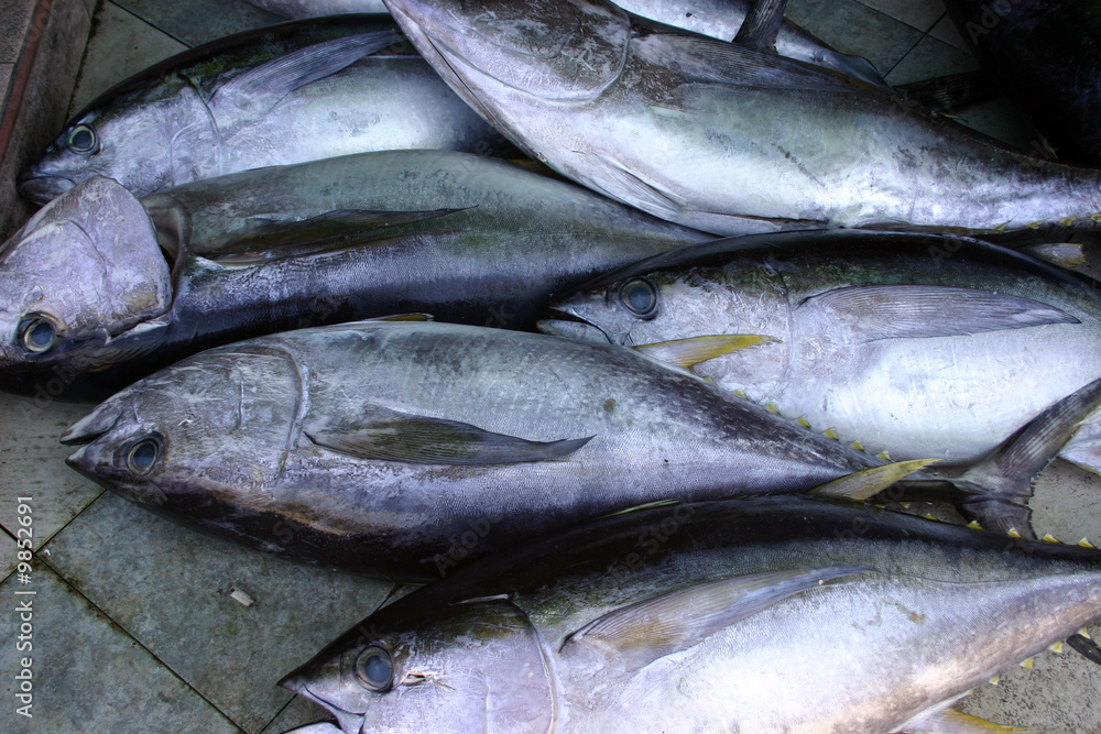 Tuna Tuna