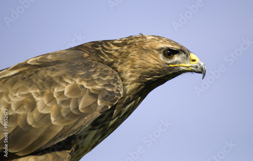 buzzard