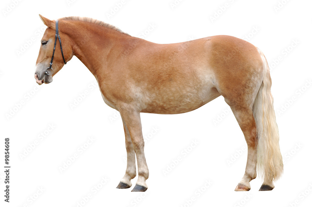 standing palomino horse isolated on white standing palomino horse isolated on white