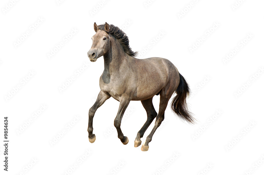 isolated galloping horse