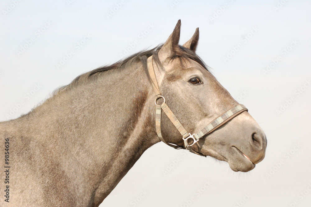 Obraz premium horse portrait