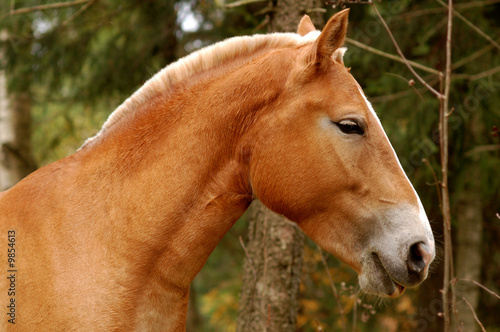 Palomino horse portrait