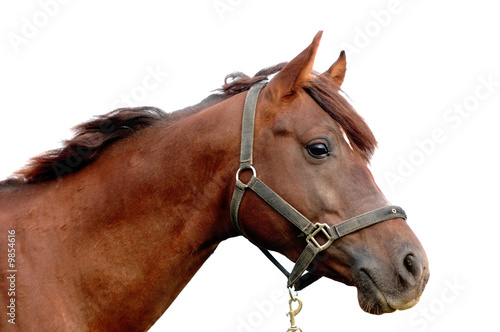Arabian stallion